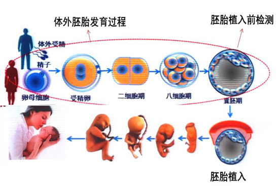 上海大学附属第三医院赠卵试管婴儿的成功率是多少？