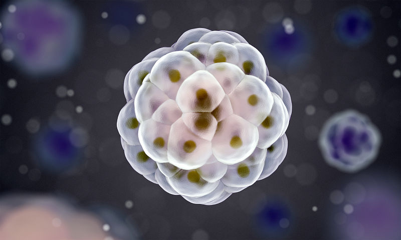 做借卵试管胚胎移植到子宫内还会发生宫外孕吗